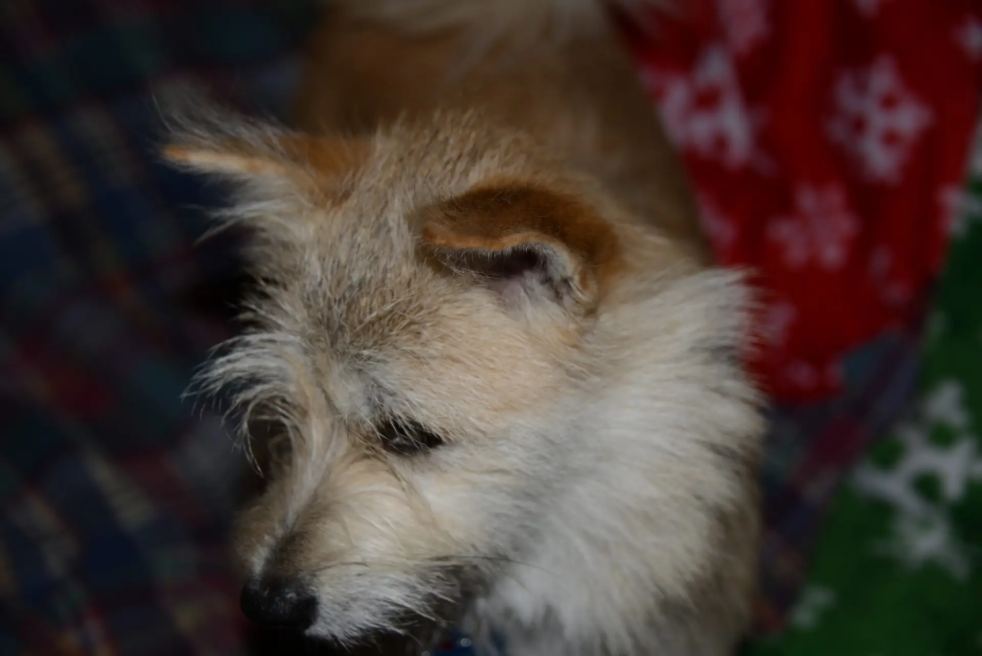 DSC_0010