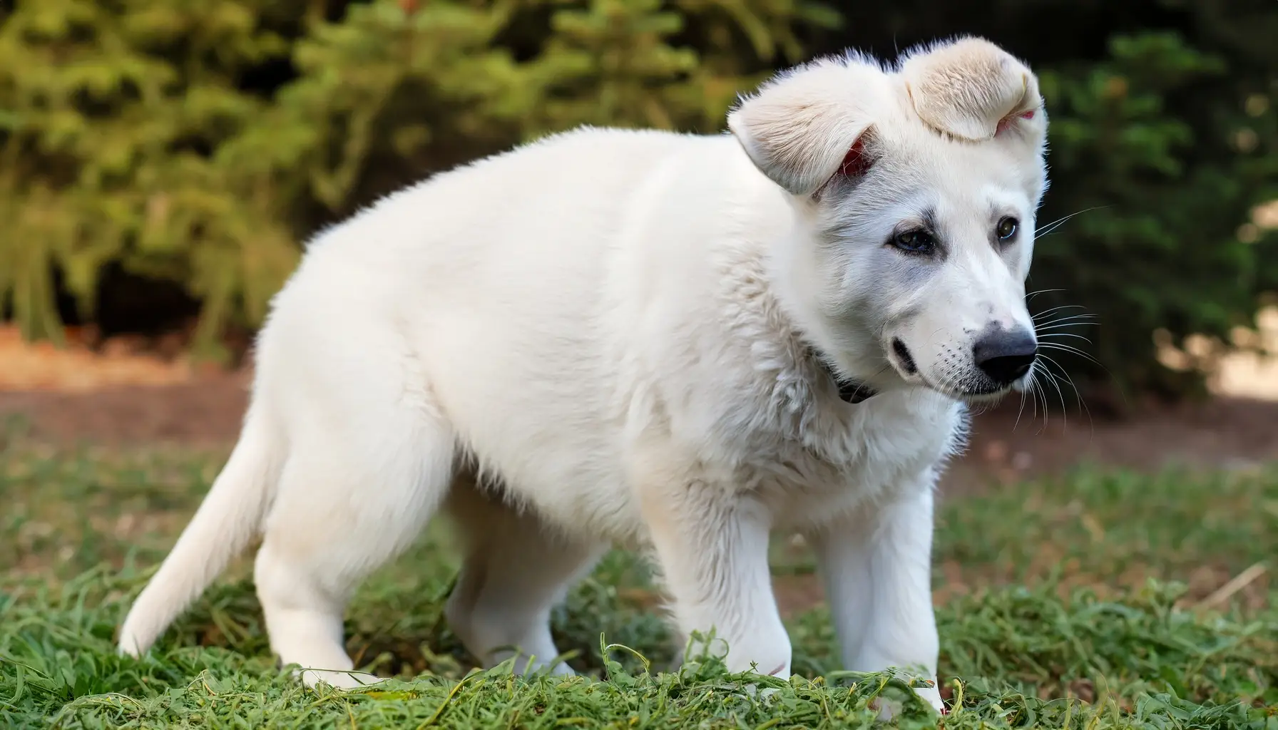 Firefly image of a puppy white german sheperd 6401