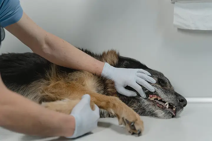 dog-teeth